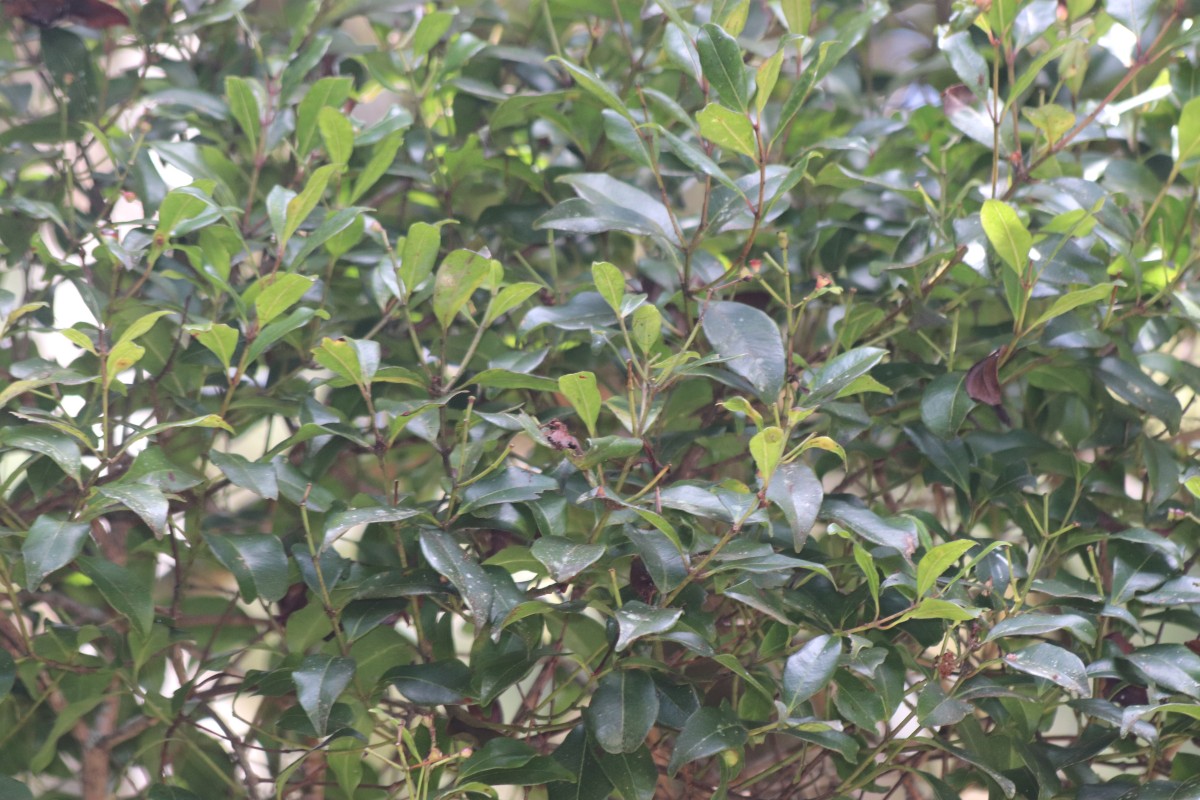 Syzygium assimile Thwaites